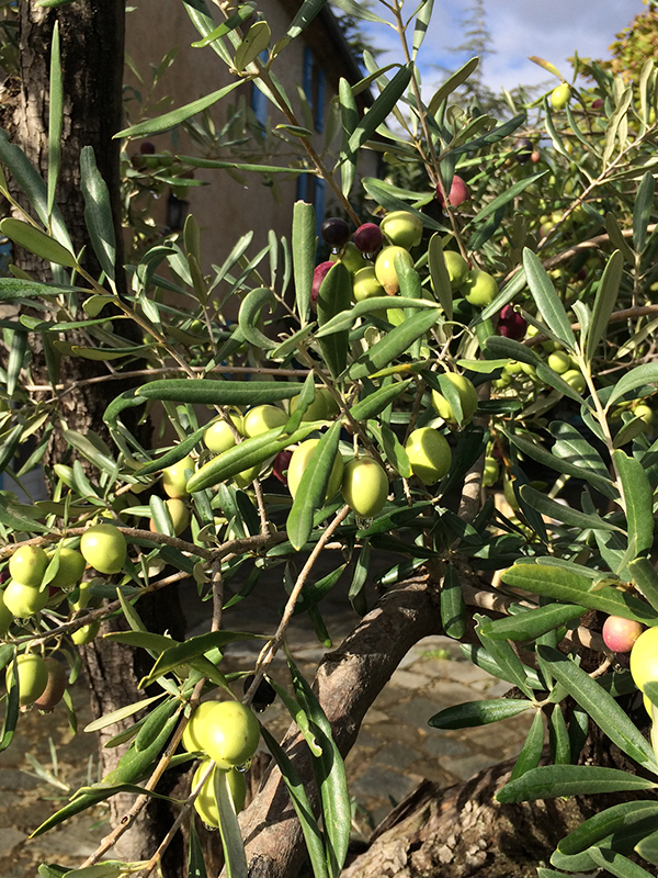 Olive Oil and Truffles