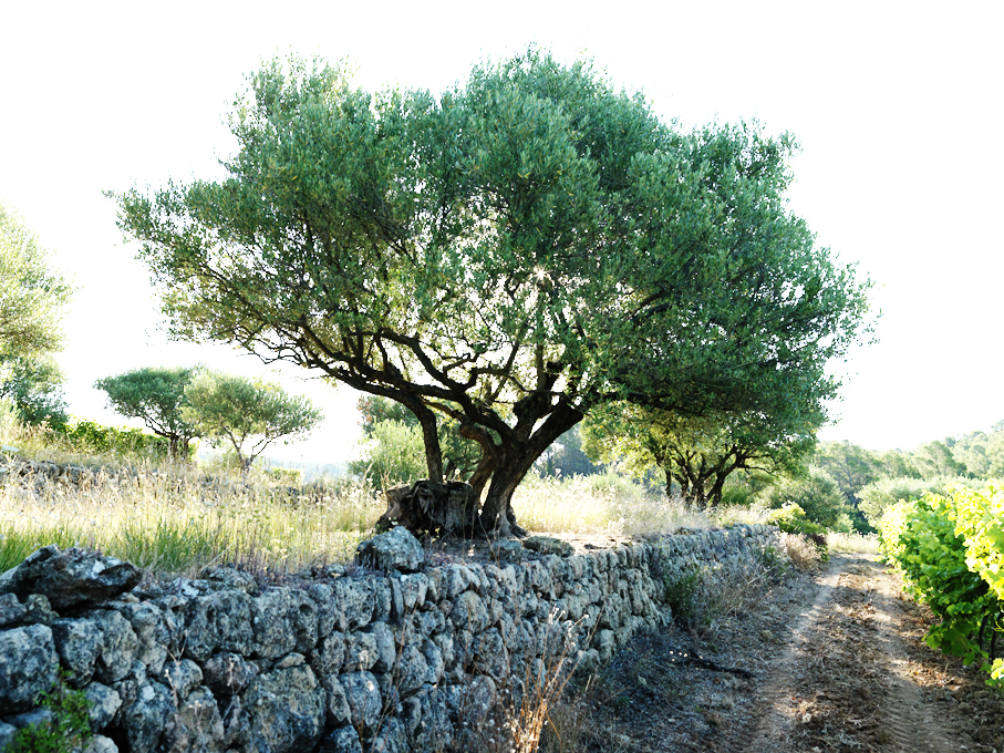 huile d'olive et de truffes