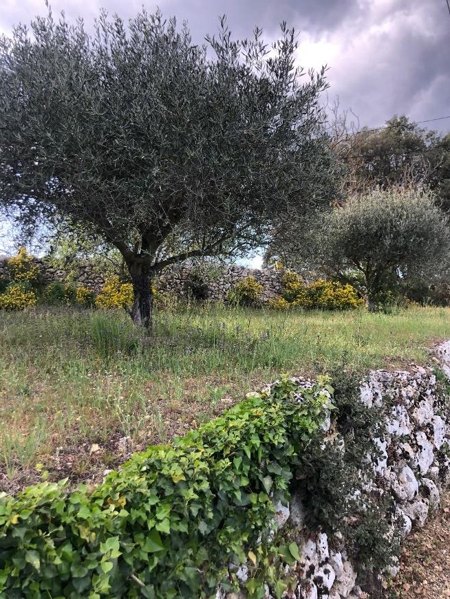 Olive oil